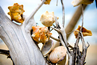 Boneyard Beach Botany Bay Shells