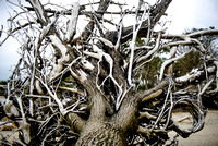 Boneyard Beach tree roots, Botany Bay